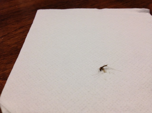 Sorry, Mr. Mosquito, we know how you feel
